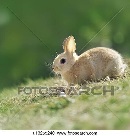 Stock Image - A rabbit playing on the grass. Fotosearch