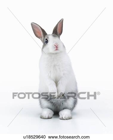 Stock Image - A rabbit standing. Fotosearch