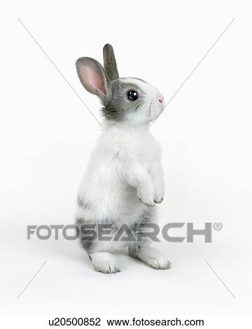 A rabbit standing View Large Photo Image Stock Image - A rabbit standing. Fotosearch