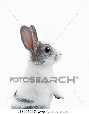 Stock Photo - A rabbit standing. Fotosearch
