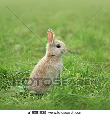 A rabbit standing View Large Photo Image Stock Photography - A rabbit standing. Fotosearch