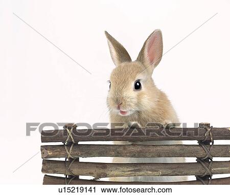 Stock Image - A rabbit. Fotosearch