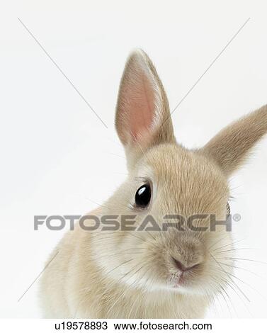 A rabbit View Large Photo Image Stock Image - A rabbit. Fotosearch
