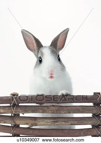 A rabbit View Large Photo Image Stock Photo - A rabbit. Fotosearch