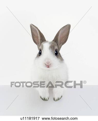 A rabbit View Large Photo Image Stock Photo - A rabbit. Fotosearch