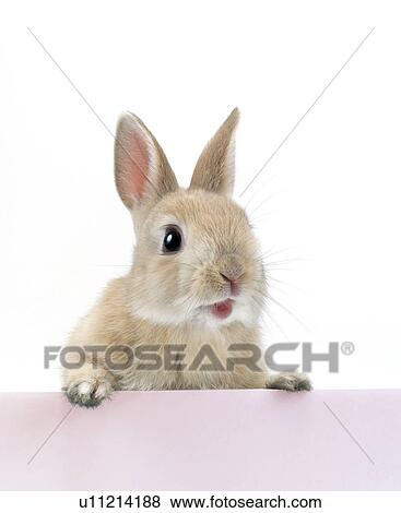 Stock Photo - A rabbit. Fotosearch