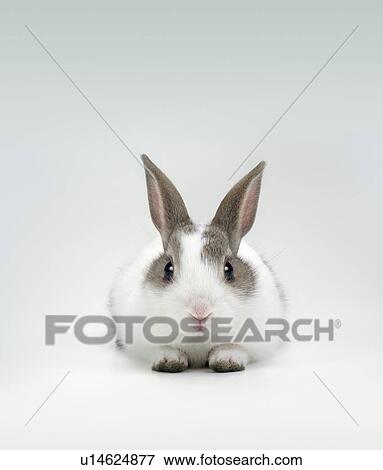 Stock Photo - A rabbit. Fotosearch