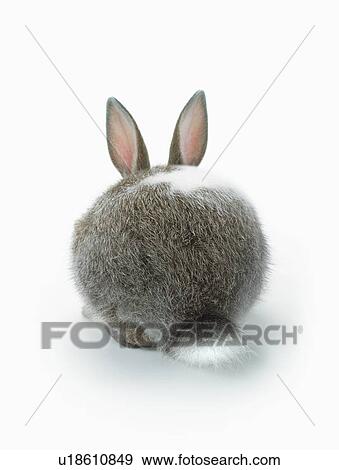 Stock Photo - A rabbit. Fotosearch