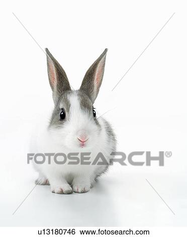 Stock Photograph - A rabbit. Fotosearch