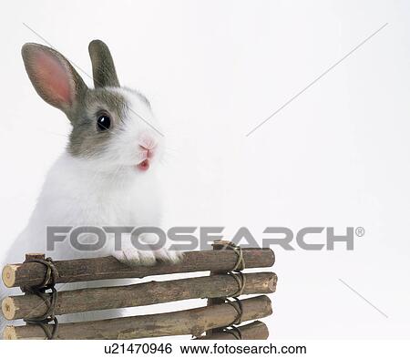 Stock Photograph - A rabbit. Fotosearch