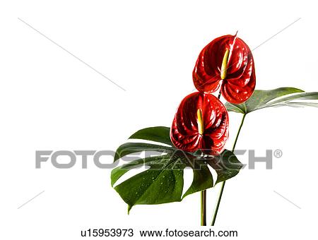 Anthurium and Monstera Leaves View Large Photo Image Stock Image - Anthurium and Monstera Leaves. Fotosearch