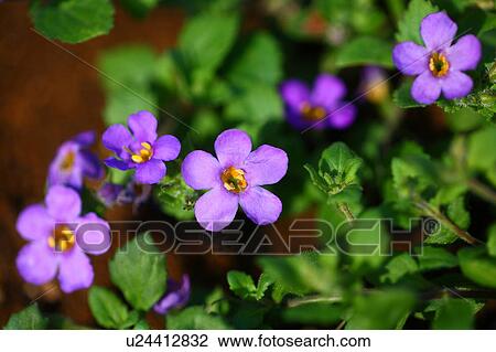 Stock Image - Bacopa flowers. Fotosearch