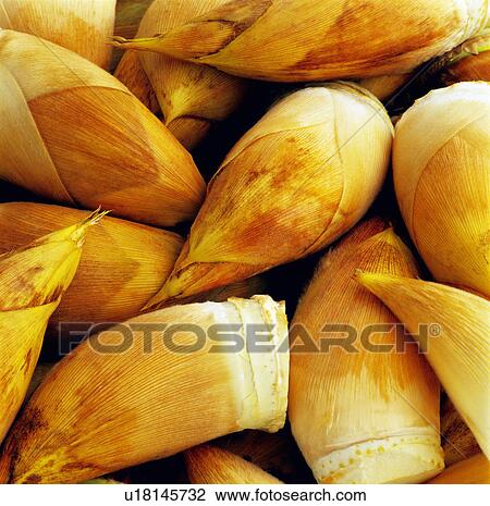 Bamboo Shoots View Large Photo Image Stock Image - Bamboo Shoots. Fotosearch