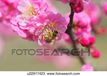 Bee on Red Plum Blossoms View Large Photo Image Stock Image - Bee on Red Plum Blossoms. Fotosearch