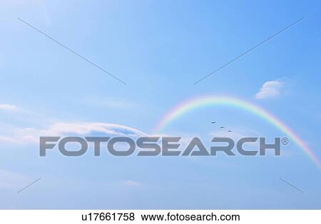 Bird flying in the sky and rainbow, Tokyo Prefecture, Honshu, Japan View Large Photo Image Stock Photo - Bird flying in the sky and rainbow, Tokyo Prefecture, Honshu, Japan. Fotosearch