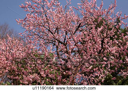 Picture - Blooming almond tree, Tokyo Prefecture, Honshu, Japan. Fotosearch