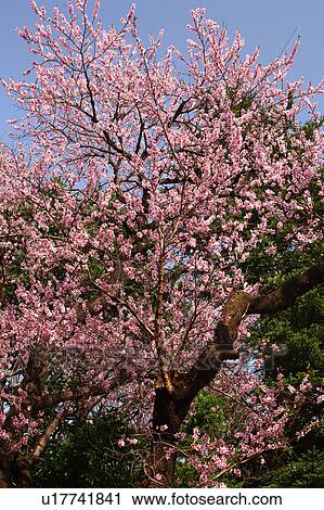 Stock Image - Blooming almond tree, Tokyo Prefecture, Honshu, Japan. Fotosearch