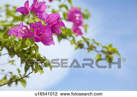 Stock Image - Bougainvillea. Fotosearch