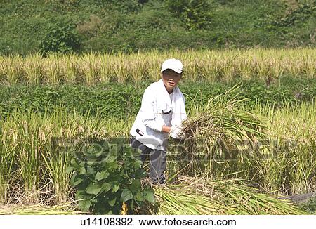 Boy Harvesting Rice View Large Photo Image Stock Image - Boy Harvesting Rice. Fotosearch