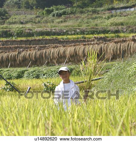 Stock Image - Boy Harvesting Rice. Fotosearch