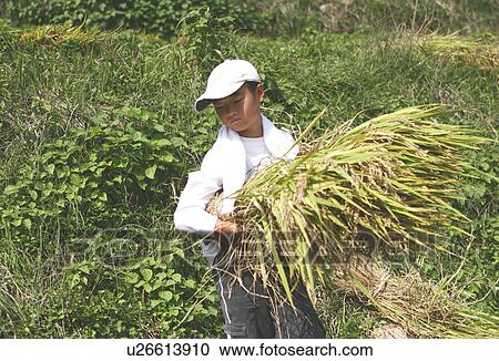 Stock Image - Boy Harvesting Rice. Fotosearch