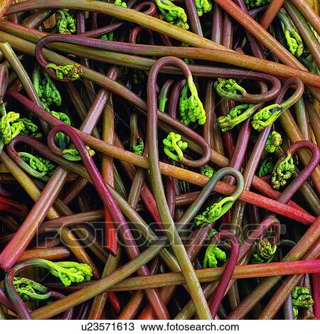 Stock Image - Bracken. Fotosearch