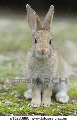 Brown Rabbit View Large Photo Image Stock Image - Brown Rabbit. Fotosearch