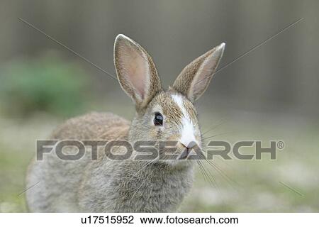 Stock Image - Bunny. Fotosearch