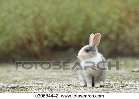 Stock Image - Bunny. Fotosearch