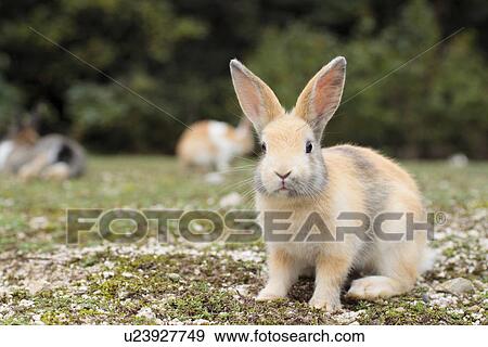 Stock Photo - Bunny. Fotosearch