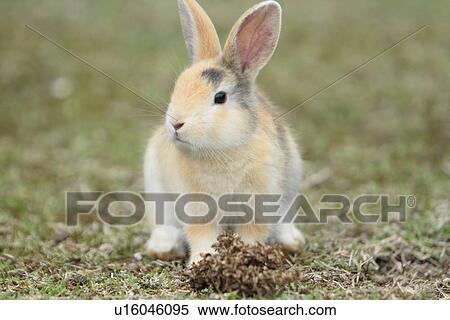 Bunny View Large Photo Image Stock Photography - Bunny. Fotosearch
