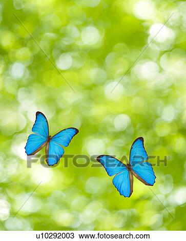 Stock Image - Butterflies flying, Digital Composite. Fotosearch
