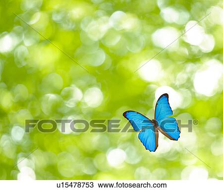 Stock Image - Butterfly flying, Digital Composite. Fotosearch