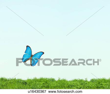 Stock Photo - Butterfly flying, Digital Composite. Fotosearch