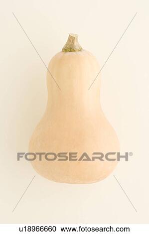 Stock Image - Butternut Squash. Fotosearch
