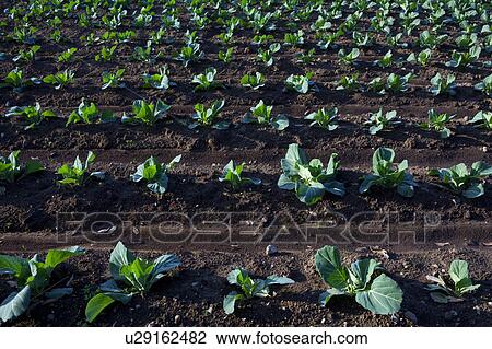 Cabbage Field View Large Photo Image Stock Image - Cabbage Field. Fotosearch