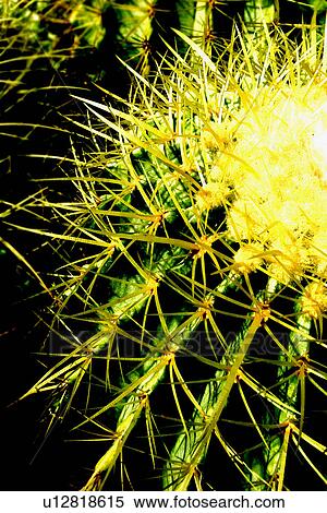 Stock Photography - Cactus. Fotosearch