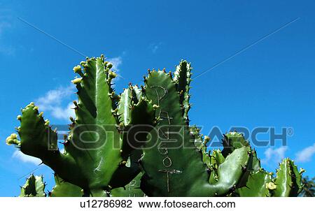 Cactus With Scribble on Its Skin View Large Photo Image Stock Image - Cactus With Scribble on Its Skin. Fotosearch