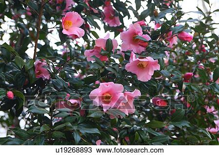 Stock Image - Camellia. Fotosearch