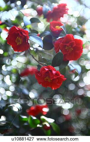 Stock Photo - Camellia. Fotosearch