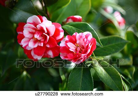 Stock Photo - Camellia. Fotosearch