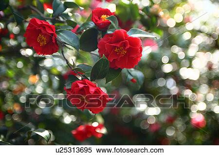 Camellia View Large Photo Image Stock Photography - Camellia. Fotosearch