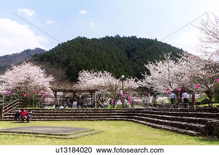 Stock Image - Cherry Blossom in Park. Fotosearch