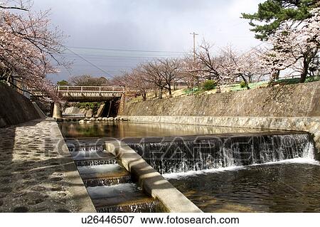 Cherry Blossom Trees and River at Shukugawa Park View Large Photo Image Stock Photo - Cherry Blossom Trees and River at Shukugawa Park. Fotosearch