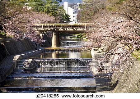 Cherry Blossom Trees and River at Shukugawa Park View Large Photo Image Stock Photography - Cherry Blossom Trees and River at Shukugawa Park. Fotosearch