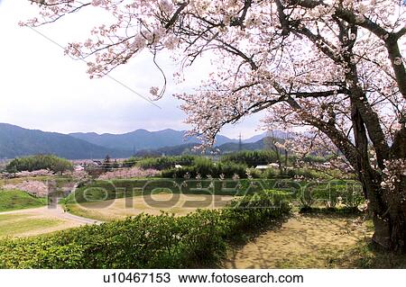 Cherry Blossom Trees at Sasayama Castle View Large Photo Image Stock Image - Cherry Blossom Trees at Sasayama Castle. Fotosearch