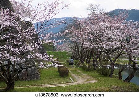 Stock Image - Cherry Blossom Trees at Sasayama Castle. Fotosearch