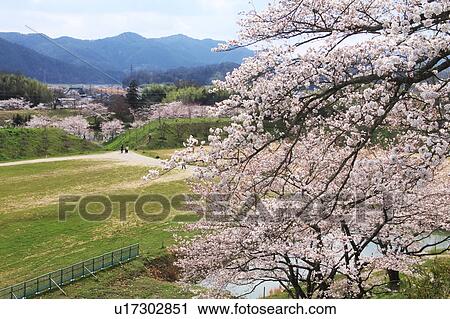 Stock Image - Cherry Blossom Trees at Sasayama Castle. Fotosearch