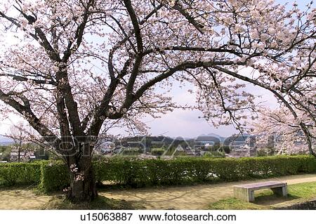 Stock Photo - Cherry Blossom Trees at Sasayama Castle. Fotosearch