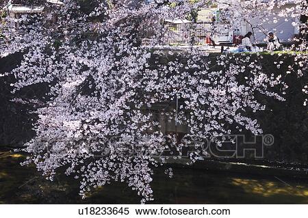 Stock Photography - Cherry Blossom Trees at Shukugawa Park. Fotosearch
